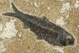 Multiple Fossil Fish (Diplomystus & Knightia) - Wyoming #251853-2